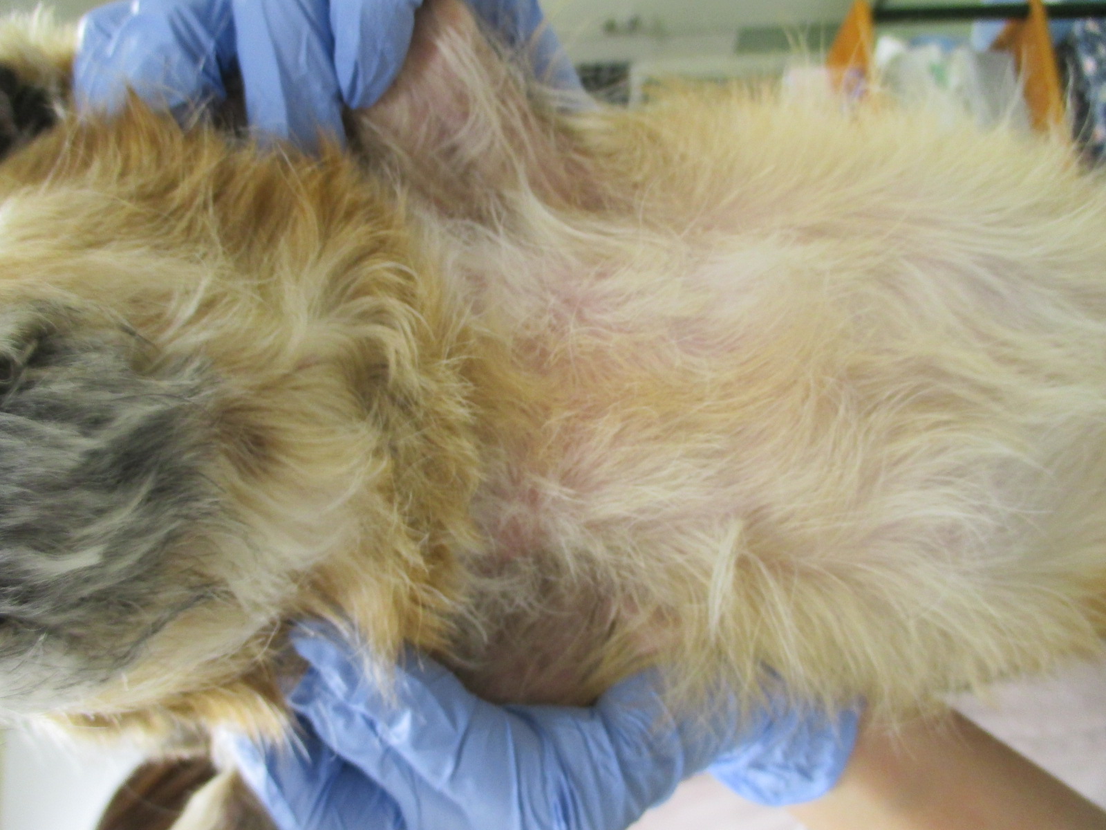 犬の脂漏症